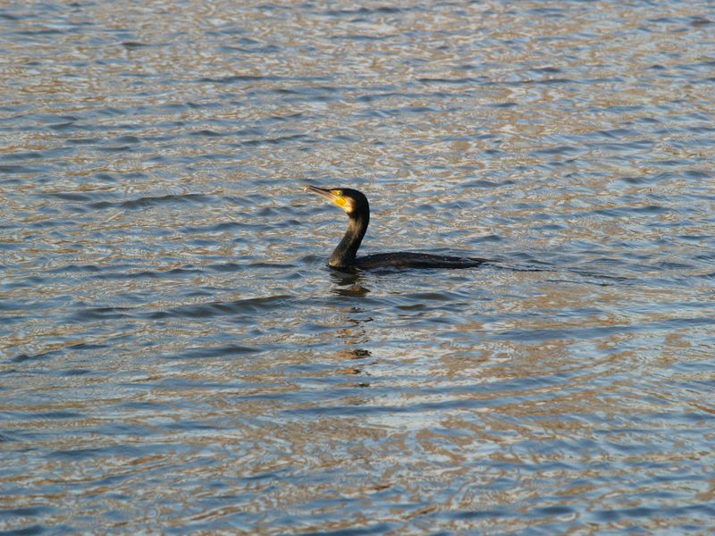 Cormorano